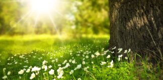 Czy daje się kwiaty na komunię dla chłopca? Czy daje się kwiaty na komunię dla chłopca?