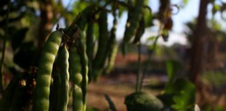 Co lubią 5 latki chłopcy?