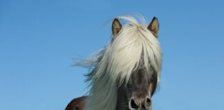 Jak zrobić konia na biegunach z drewna?