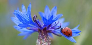 Ile jest punktów za dwutakt?