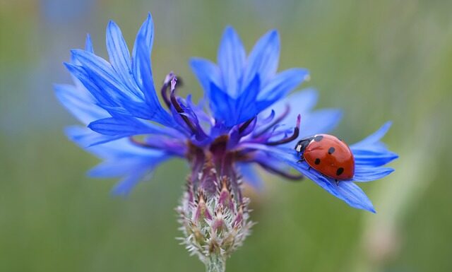 Ile jest punktów za dwutakt?