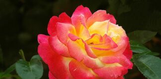 Co na podziękowanie dla gości komunijnych?