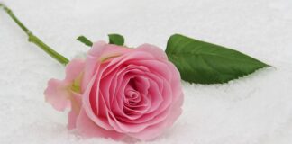 Ile w prezencie na komunię?