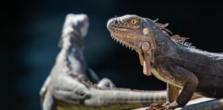 Jak odkryto dinozaury?