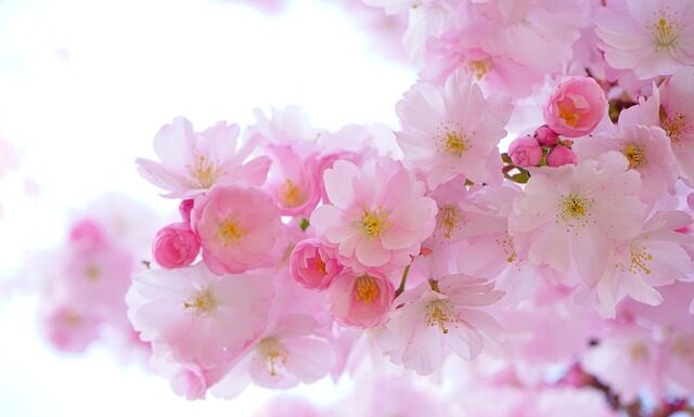 Jakie rośliny nie lubią wapna?