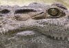 Czy krokodyl to dinozaur? Czy krokodyl to dinozaur?