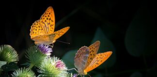 Jak zrobić masę plastyczną do tortu?