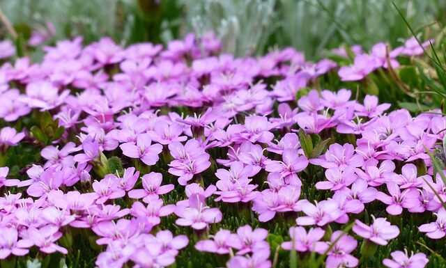 Co można zrobić aby pozbyć się mchu z trawnika? Co można zrobić aby pozbyć się mchu z trawnika?