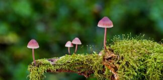 Jak wyczyścić gąbkę do tablicy suchościeralnej? Jak wyczyścić gąbkę do tablicy suchościeralnej?