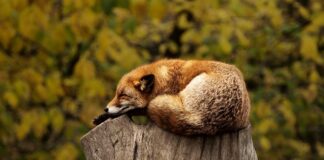 Co oznacza spanie z misiem? Co oznacza spanie z misiem?