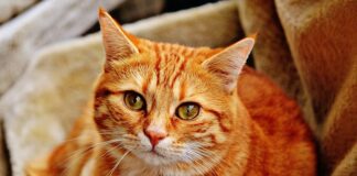 Kto wymyślił przytulanki?