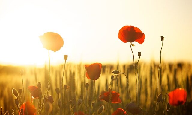 Co daje pole magnetyczne na kolano?