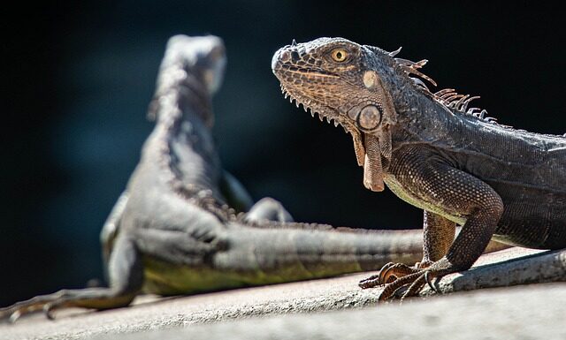 Jakie dinozaury żyły w okresie kredy?