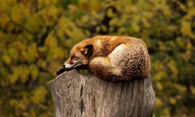 Czy spanie na miękkim materacu jest zdrowe? Czy spanie na miękkim materacu jest zdrowe?